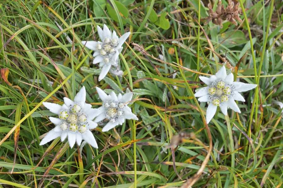 Enlarged view: Jenny group hike Braunwald August 2024